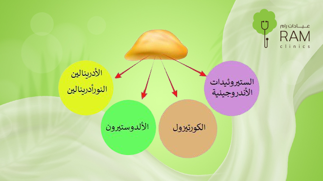 تحاليل-الهرمونات 