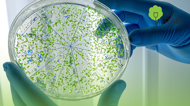 فوائد-البكتيريا-النافعة