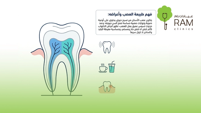 صورة-توضح-ما-هو-عصب-الاسنان